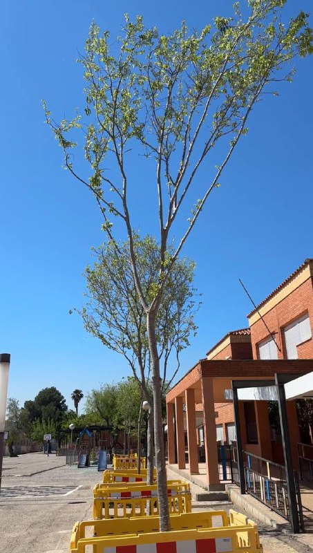 L’Ajuntament d’Albalat dels Sorells crea nous espais d’ombra al col·legi El Castell amb la plantació d’11&nbsp;arbres